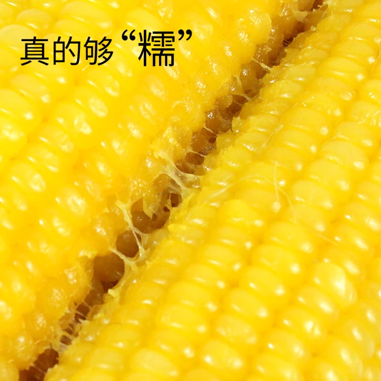 【非转基因】东北黄香糯玉米220g以上新鲜甜糯独立食用真空包装种植