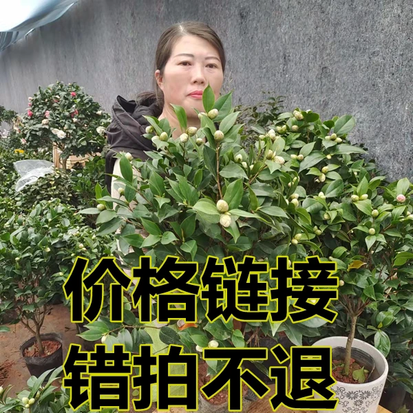 苏禾花田一物一拍价格链接】链接茶花杜鹃栀子花茉莉朱顶红超长
