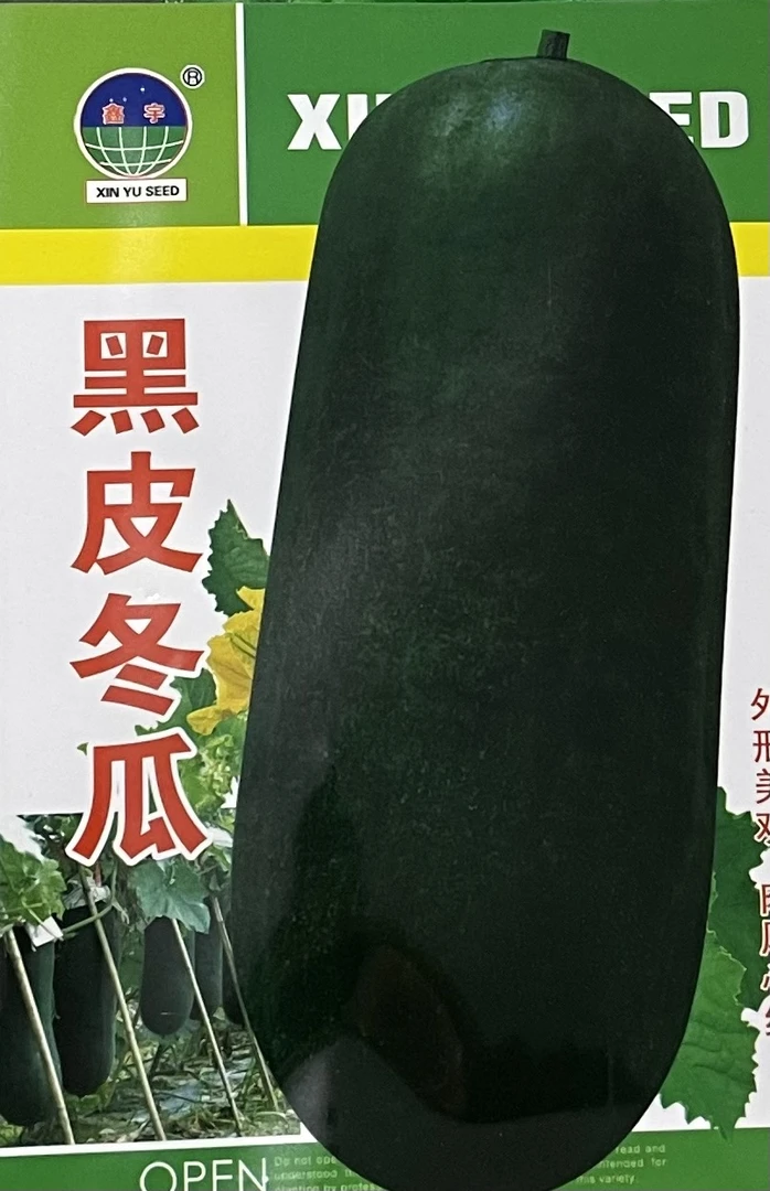 精选黑皮大冬瓜种子