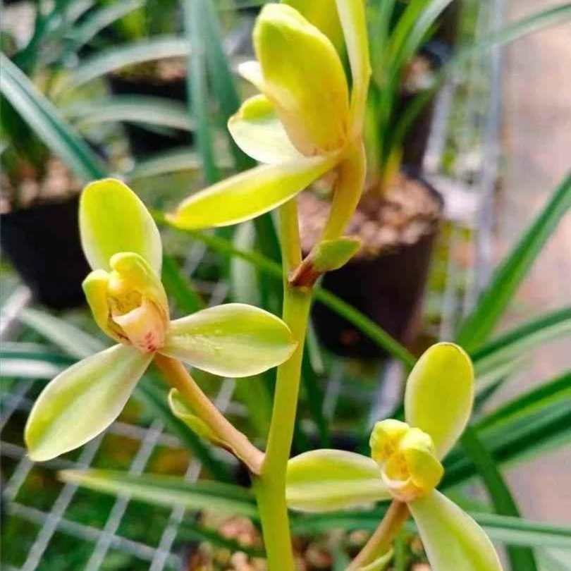 兰花（寒香梅）寒兰兰花，名贵盆栽室内花卉绿植带花苞兰草