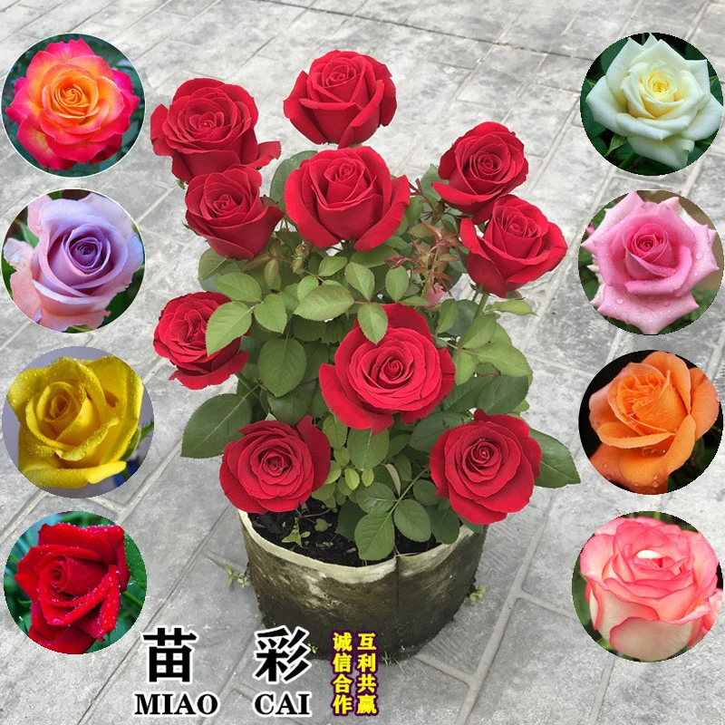 三棵玫瑰花老根耐寒室内外种植盆栽地栽浓香玫瑰花苗绿植四季开花