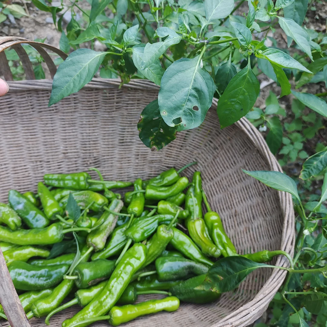 岚皋高山本地青辣子3斤5斤