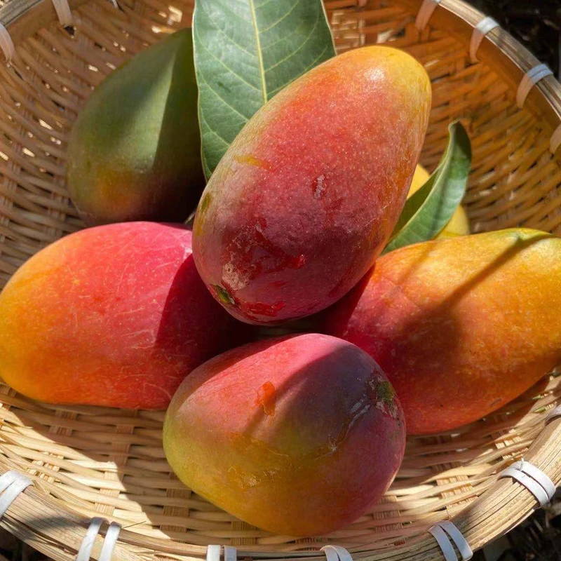 攀枝花彩虹芒果3斤/5斤/8/9斤推2