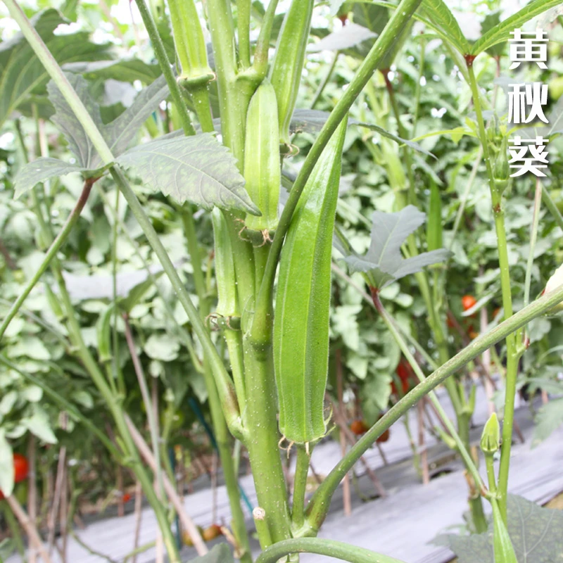 蔬菜种子合集 小白菜芥菜秋葵生菜冰菜种籽