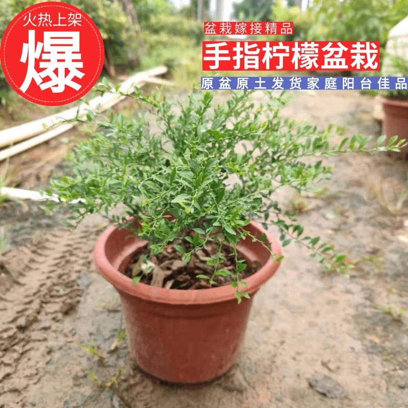 手指柠檬果苗精品香槟红