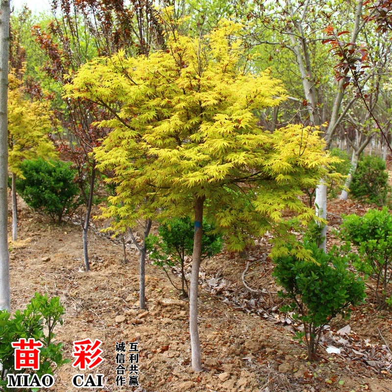 黄金枫树苗正宗橙之梦红枫四季红枫日本黄金枫树苗庭院盆栽风景树