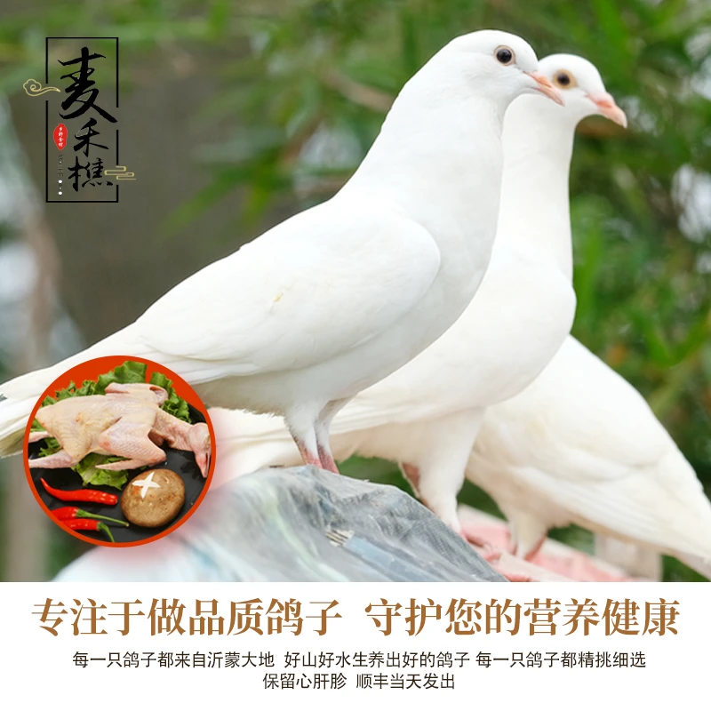 沂蒙山散养乳鸽土鸽子菜鸽活鸽现杀 单只净重300g以上