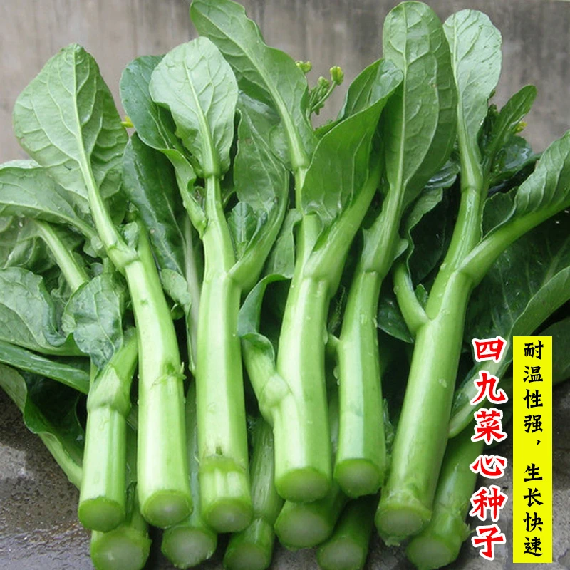 四九菜心种子广东甜菜心菜苔青菜籽高产四季春秋阳台盆栽蔬菜种孑