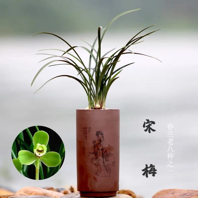 兰花苗春兰老八种之首宋梅浓香梅瓣花易开花易养活办公室内花卉