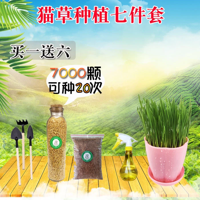 猫草种子猫零食猫咪去毛球猫薄荷猫用品猫草种植套装麦子种子免邮