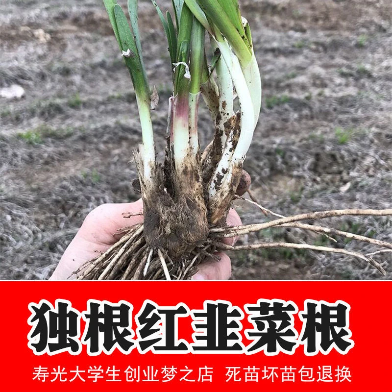 韭菜根苗现挖新紫红根韭菜根籽宽大小叶韭菜盆栽蔬菜阳台种菜四季
