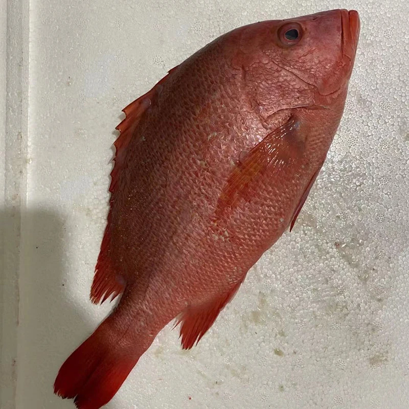 连云港 红梅鱼 红棕鱼 3斤包邮 （1条重1斤左右）