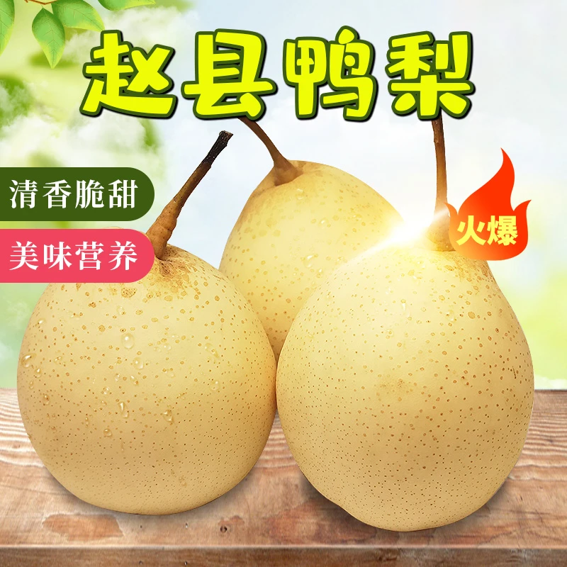 远达赵县水晶梨鸭梨5斤/9斤装 脆甜多汁新鲜水果薄皮酥脆清甜梨子