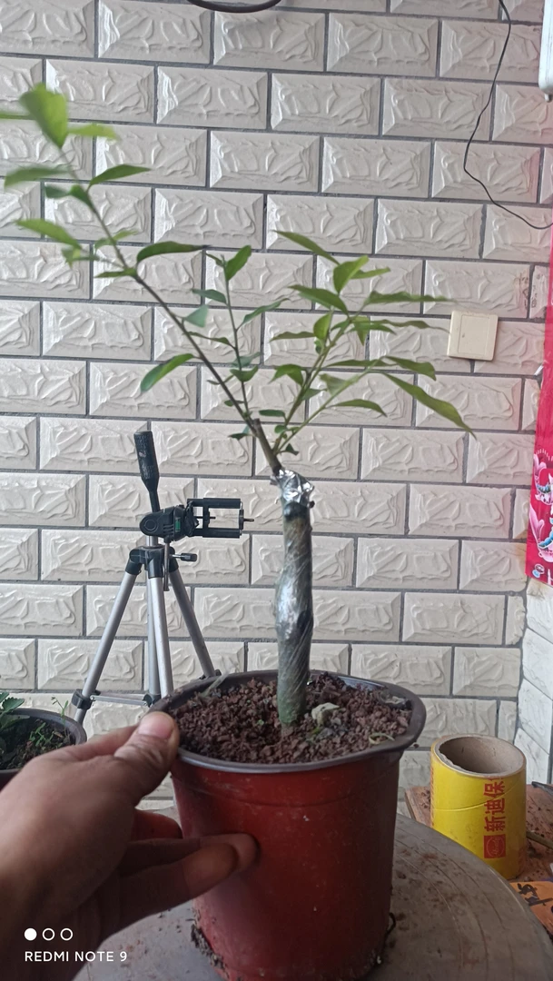 金弹子嫁接嫁接品种桩，种类看详情介绍。连盆带土包邮发货