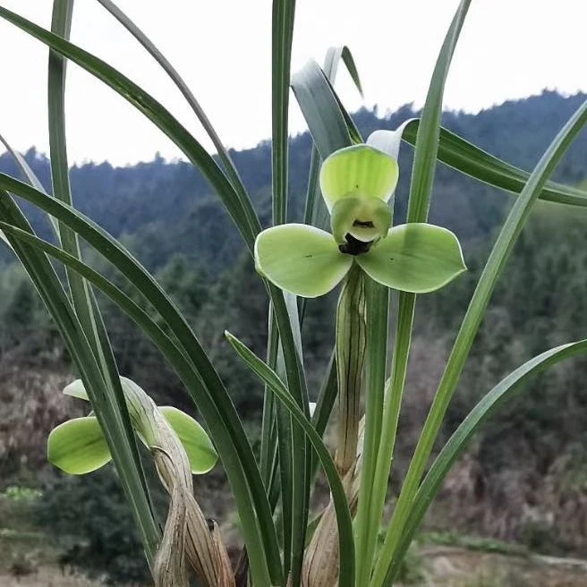 老种春兰四大天王 宋梅  浓香梅瓣 兰花