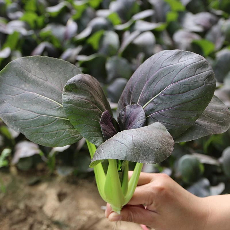 超耐热紫罗兰紫油菜种籽紫色上海青小青菜四季播阳台盆栽蔬菜种子