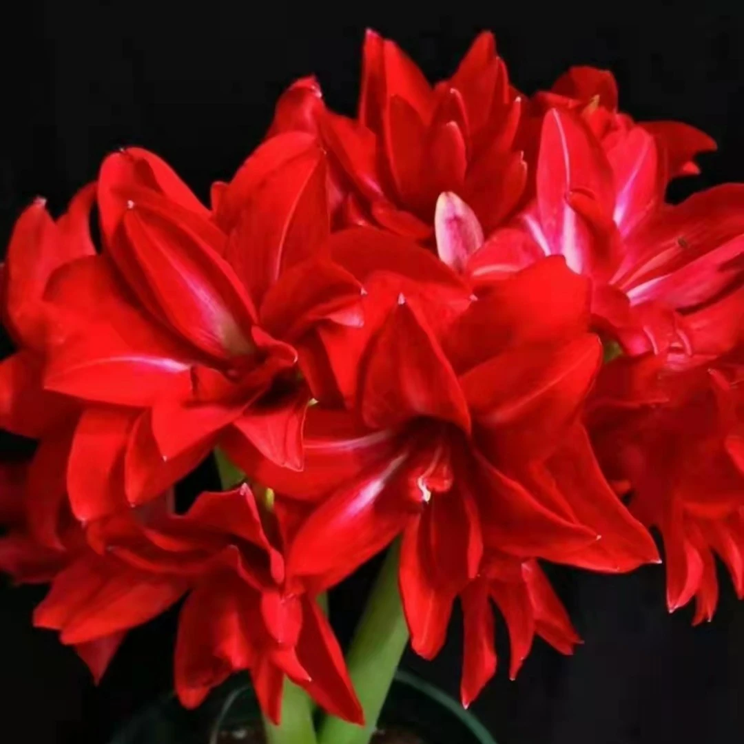 朱顶红花 双美味一颗  重瓣 花苞在鳞片里未漏出来