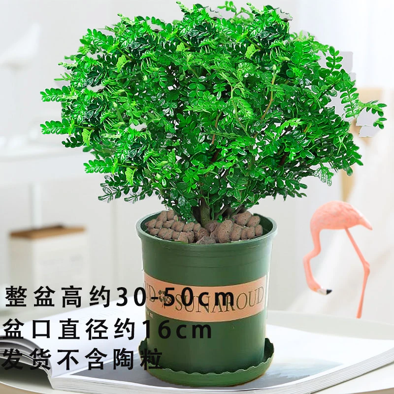 基地清香木老桩正宗胡椒木盆栽好养室内花卉绿植四季常青树苗盆景