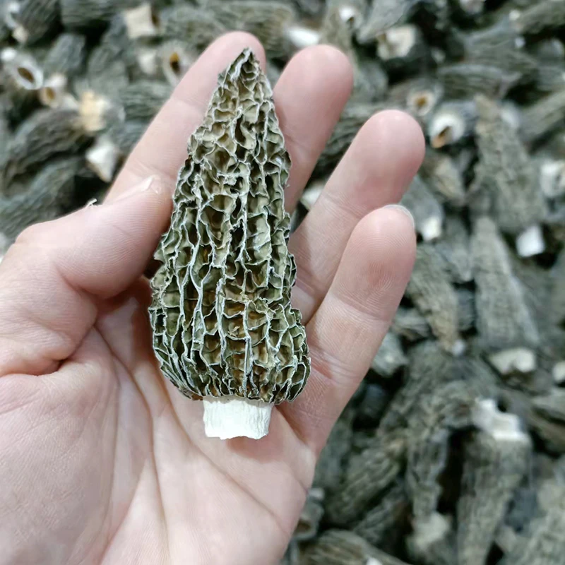 羊肚菌 大中小干羊肚菌 高原菌 厚肉 四川特产100克/2两 煲汤酿肉