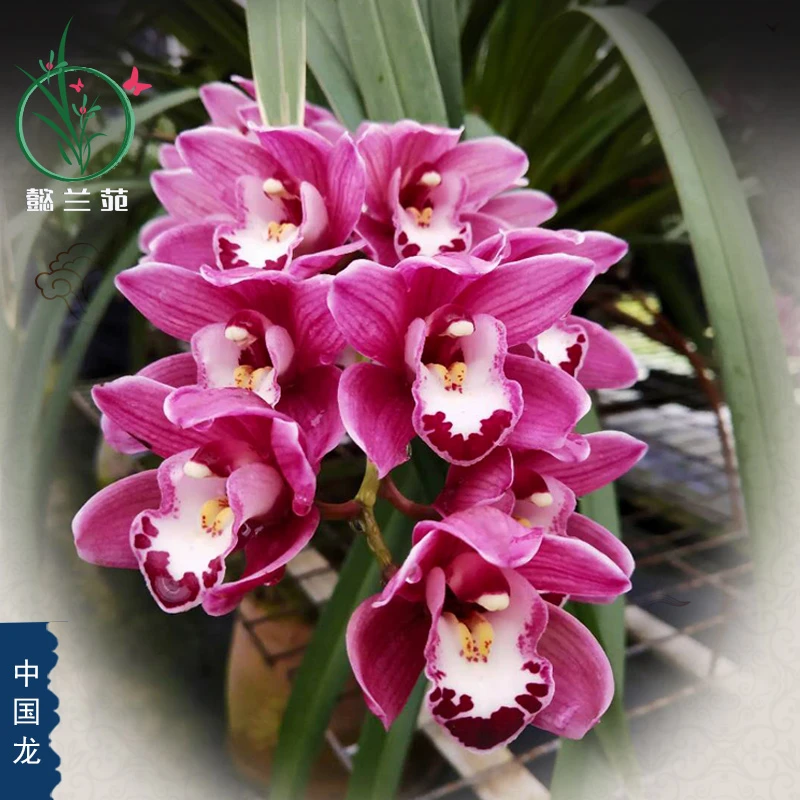 兰花大花蕙兰金边中国龙清香型过年前后开花庭院净化香味栽培好养