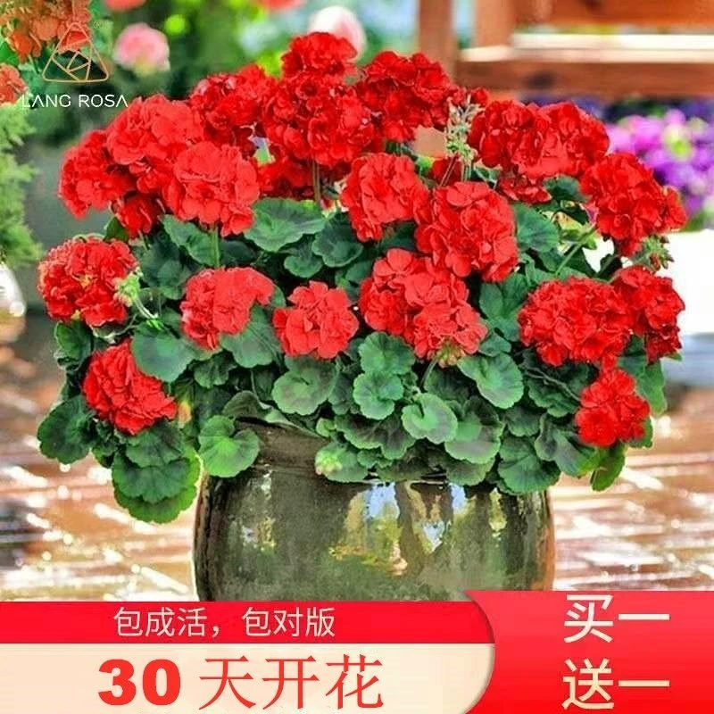 重瓣天竺葵盆栽花苗洋绣球苗四季开花驱蚊草室内阳台庭院花卉绿植