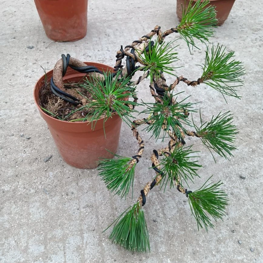 黑松盆景造型榆树盆景庭院美观欣赏景观四季常青造型观赏园艺盆景