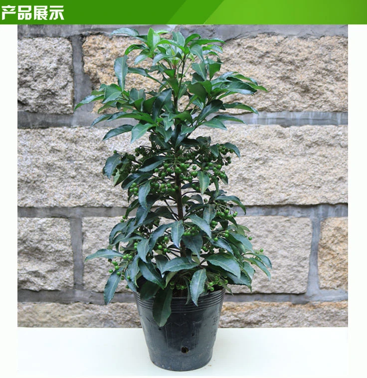 富贵籽盆栽黄金万两盆景金玉满堂带果年宵花卉室内客厅好养绿植物