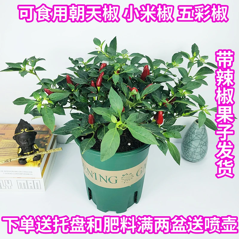 辣椒可食用盆栽阳台带果彩色树苗朝天椒苗小米椒五彩椒七彩椒花卉