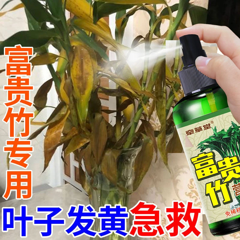 富贵竹专用营养液转运观音竹子水培土培家用水养植物养花肥料通用
