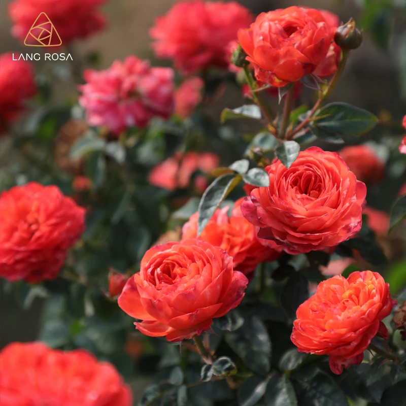 天狼月季 点火樱桃 自育月季玫瑰 丰花灌木多季盆栽绿植花卉