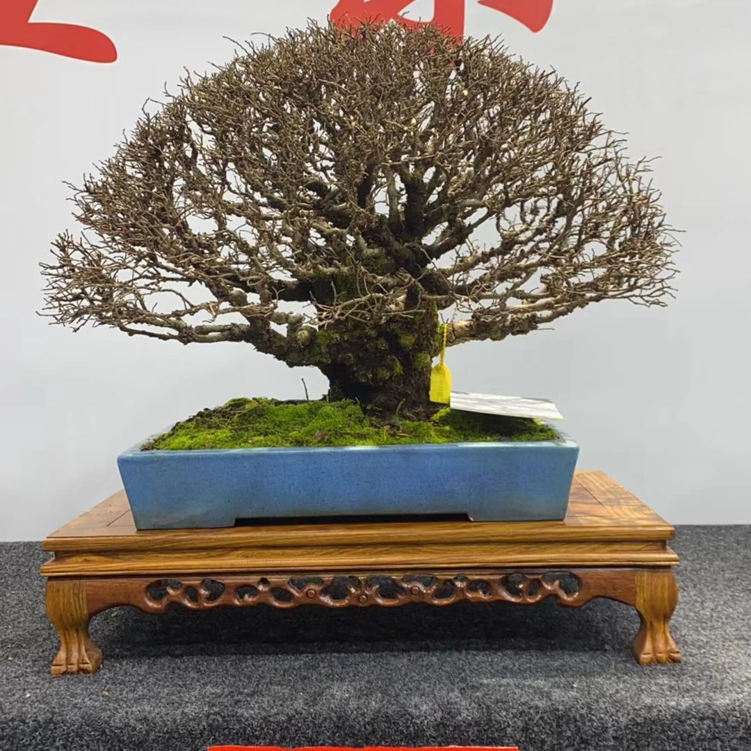 雀梅盆景 S型造型老树桩室内办公室开花结果小盆景福建茶小叶紫檀