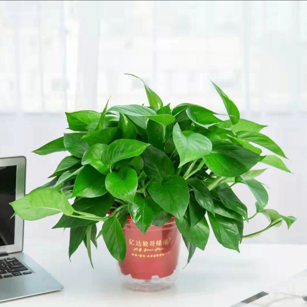 M.G GREEN PLANT/敏哥绿植精品高脚盆绿萝易活精致美观(3盆装）