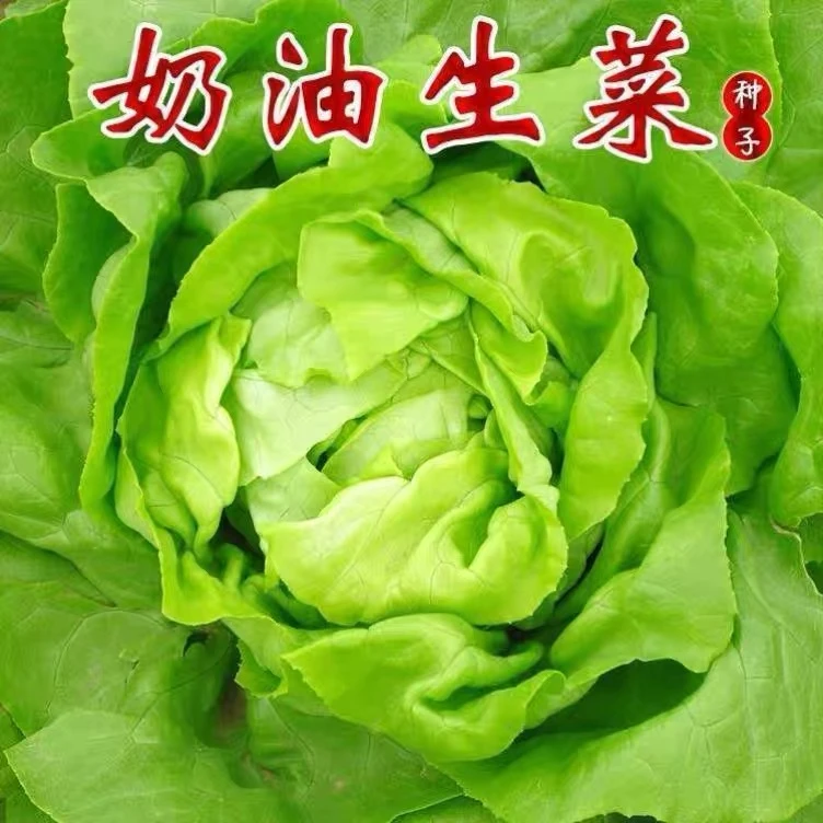 四季巨划算奶油生菜种子