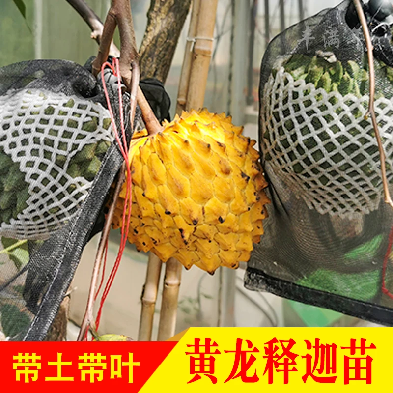 黄龙释迦嫁接苗霹雳果黄龙番荔枝 带土带叶可盆栽地栽庭院种植