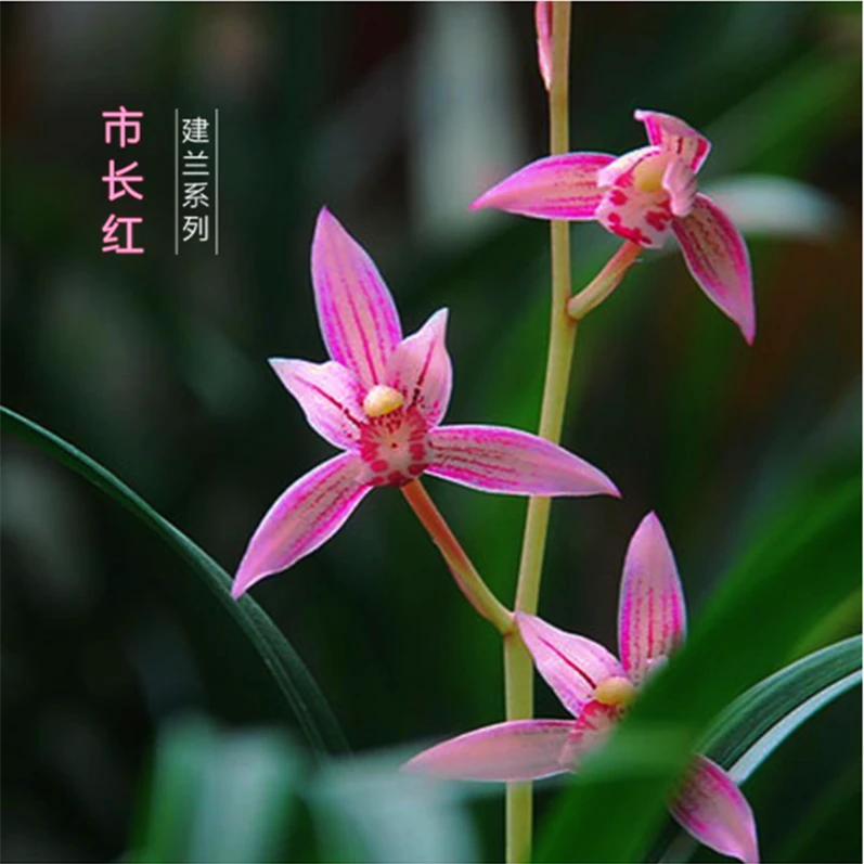 【市长红】带花芽、建兰老种红花兰花苗好养勤花勤芽绿植盆栽