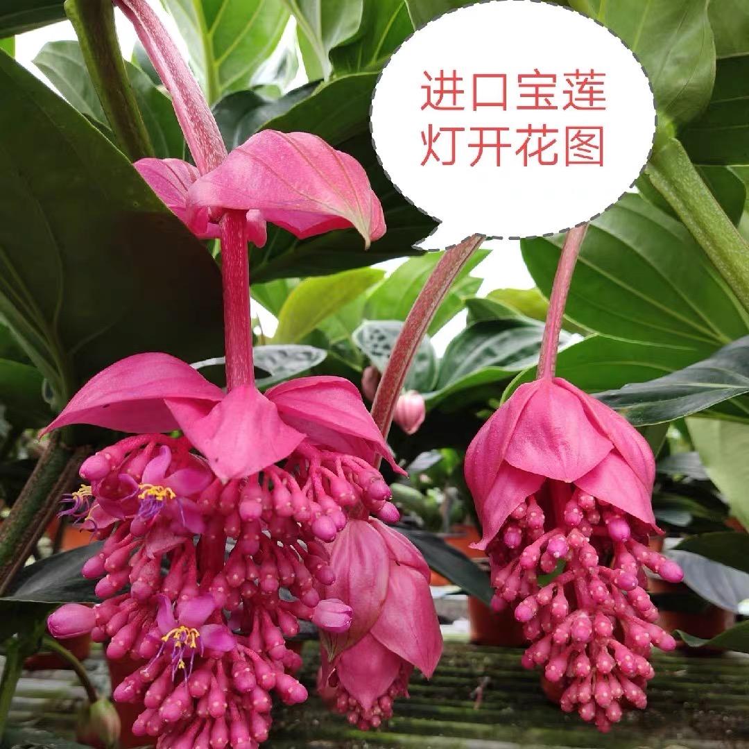 宝莲灯小苗价格 头条搜索