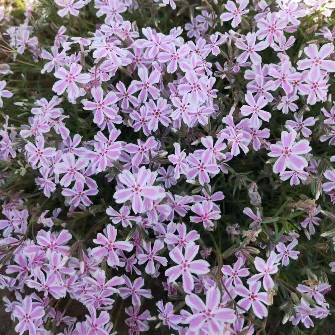 【鲁馨】丛生福禄考 芝樱  多年生宿根耐寒植物花卉耐旱庭院
