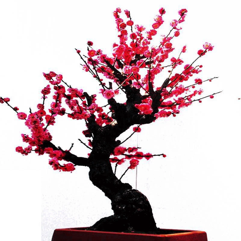 梅花盆景老桩观赏盆景盆栽耐寒耐寒花卉植物