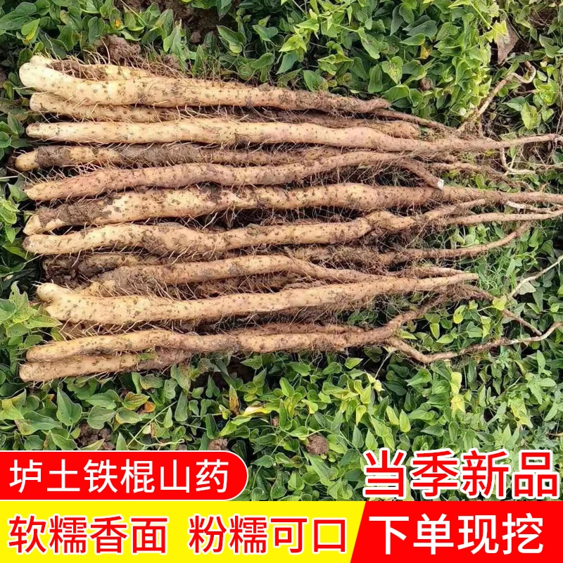 25年新挖河南焦作垆土铁棍山药新鲜现挖香甜粉糯营养高中秋送礼