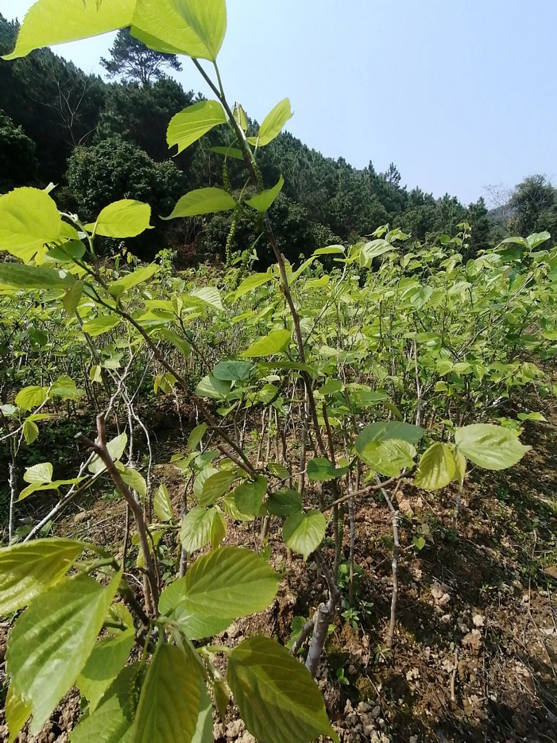 四季长果桑两年嫁接苗裸根粘泥浆盆栽地栽庭院种植 南北方可种包