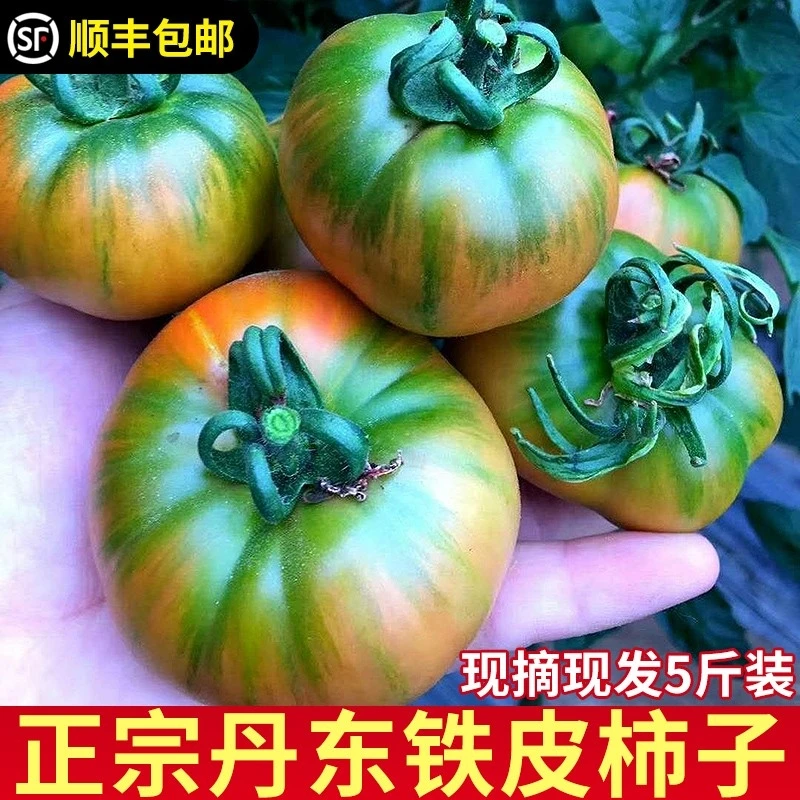 正宗新鲜铁皮柿子碱地水果柿子新鲜精选应季水果5斤装产地直发