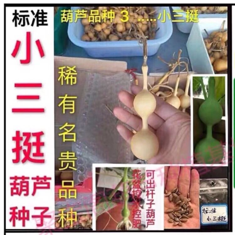 【3】小三挺葫芦种子籽   文玩小葫芦盆栽手捻特超大八宝演奏葫芦丝