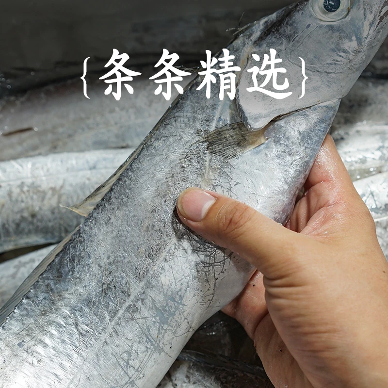 【遥遥领鲜】连云港油带带鱼 5斤速冻顺丰冷链