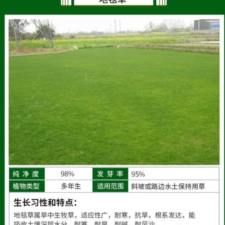 地毯草，结缕草四季青，多年生剪股颖草坪种子别墅耐寒抗旱冬季高档