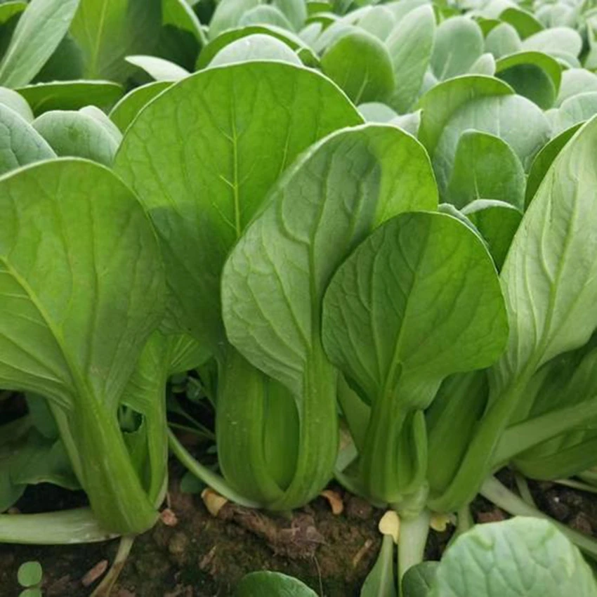 寒绿冬冠油菜种子