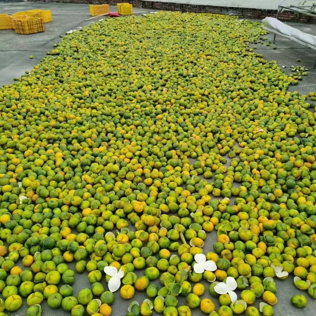 谦雅莉2012年新会西甲圈枝二红陈皮50克250克500克