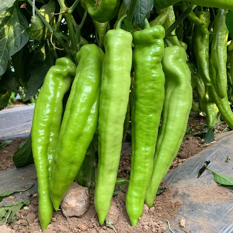 豫艺金富175辣椒种子 高产大果黄绿皮牛角椒 大棚专用