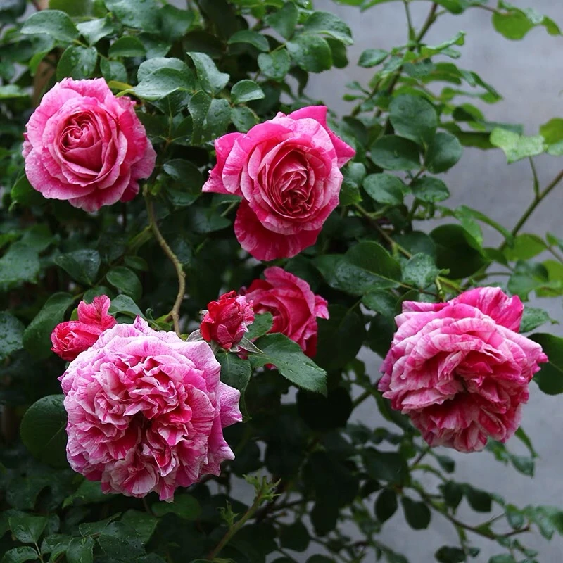 【伊蕾莎斯特】蔷薇月季花苗庭院阳台盆栽四季花卉