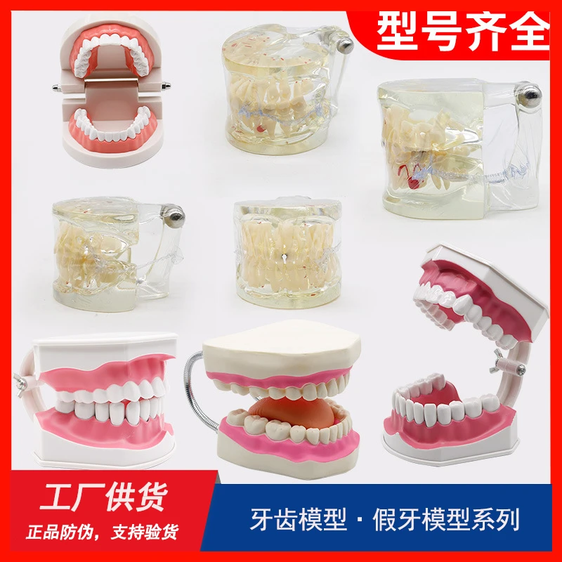 假牙模型牙齿模型标准牙模牙科教学模型刷牙练习口腔儿童模型系列