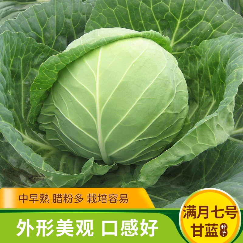 甘蓝大头菜种子特大抗热包心菜春夏秋四季播结球甘兰蔬菜籽孑耐热